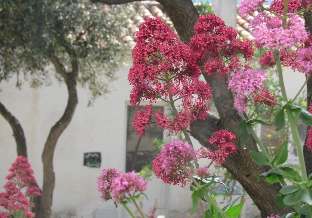 Aparthotel Carpe Diem Cadaqués Pokój zdjęcie